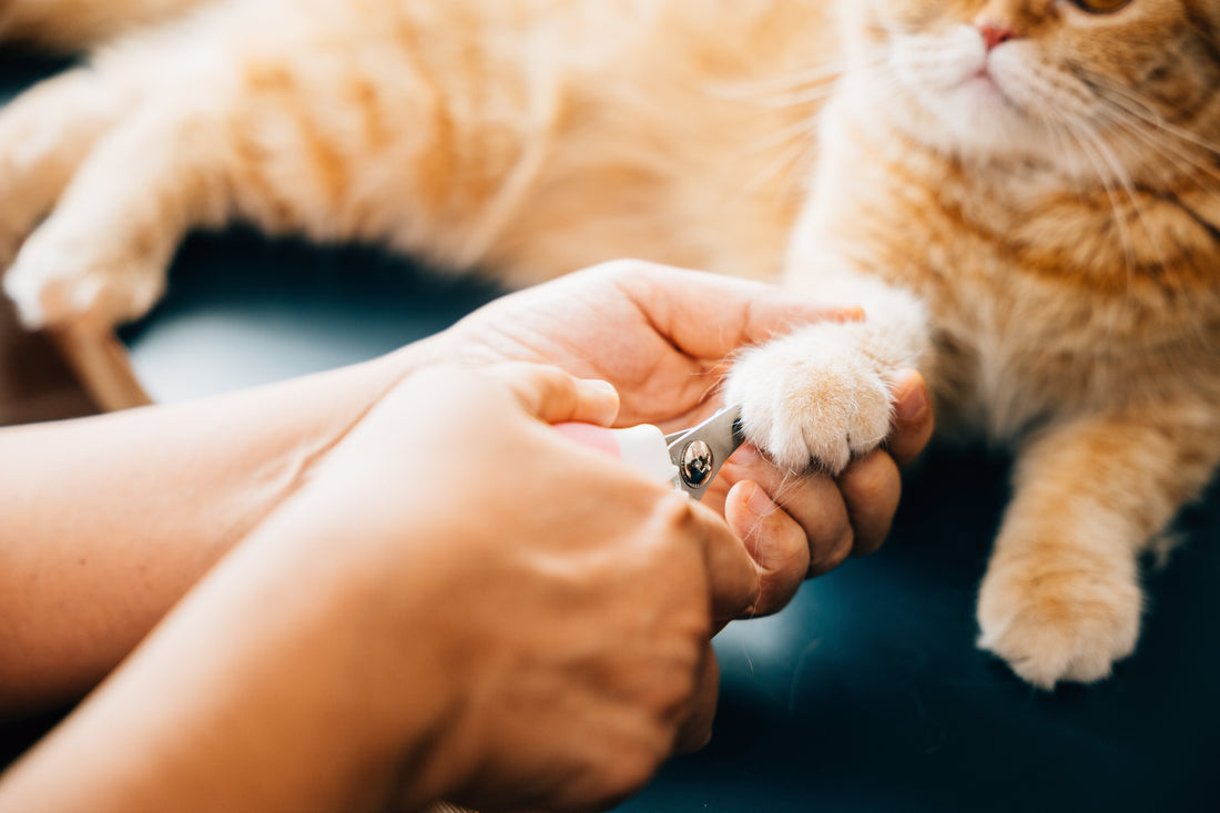 Professionelles Krallenschneiden bei einer Katze durch eine erfahrene Frau. Foto: sorapop Stock Adobe