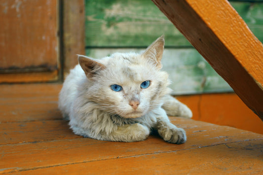 Demenz bei Katzen - Symptome richtig deuten - Papierfresserchens MTM-Verlag