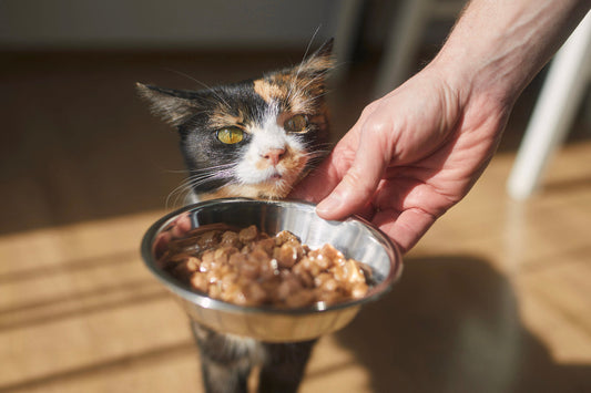 Katze wird gefüttert