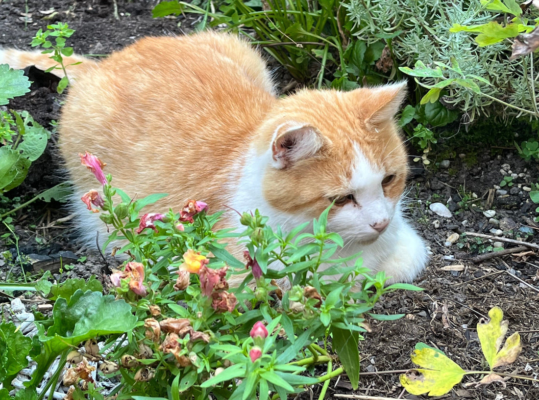 Darf ich mich vorstellen … Sammy