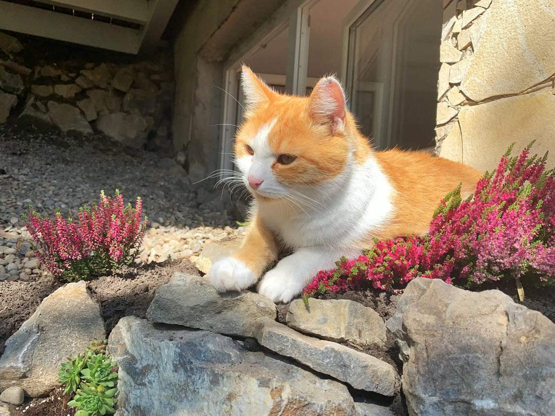 Katze