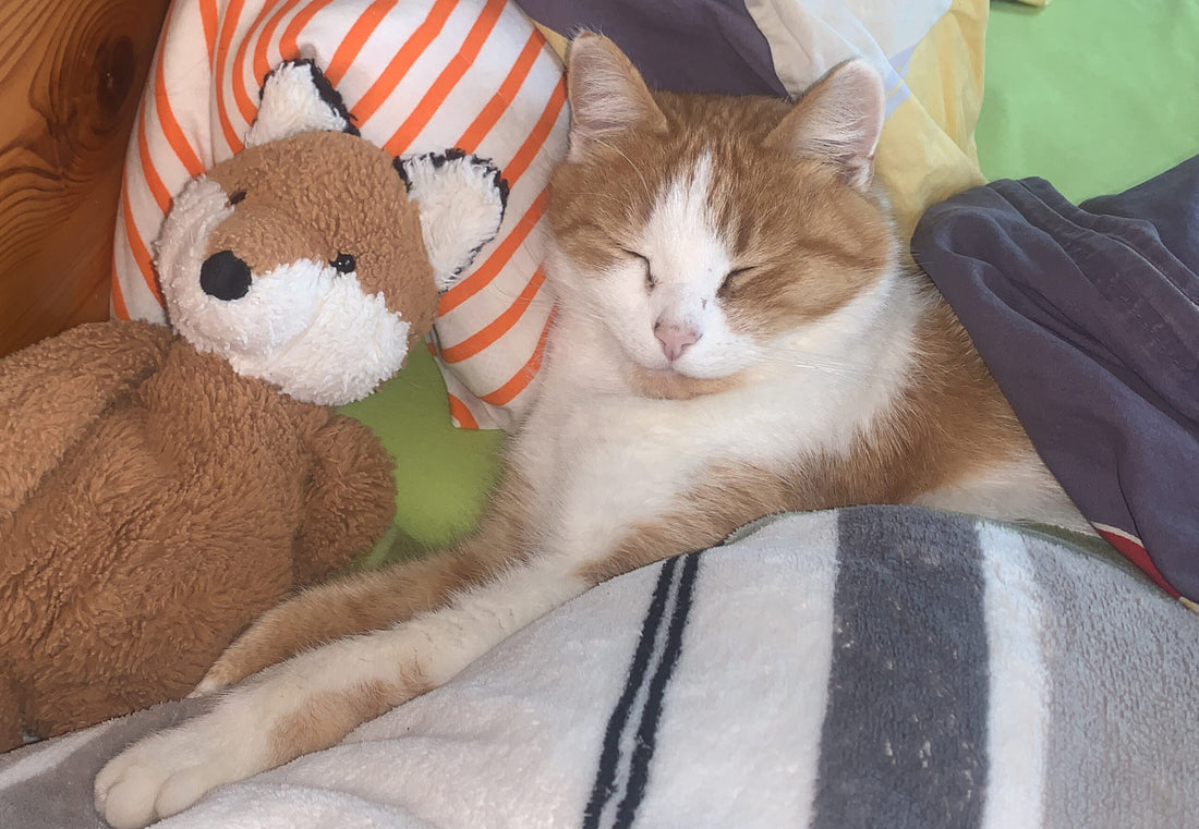 So ging mein Leben weiter ...
