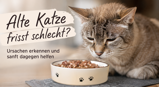 Katze am Fressnapf, KI generiert