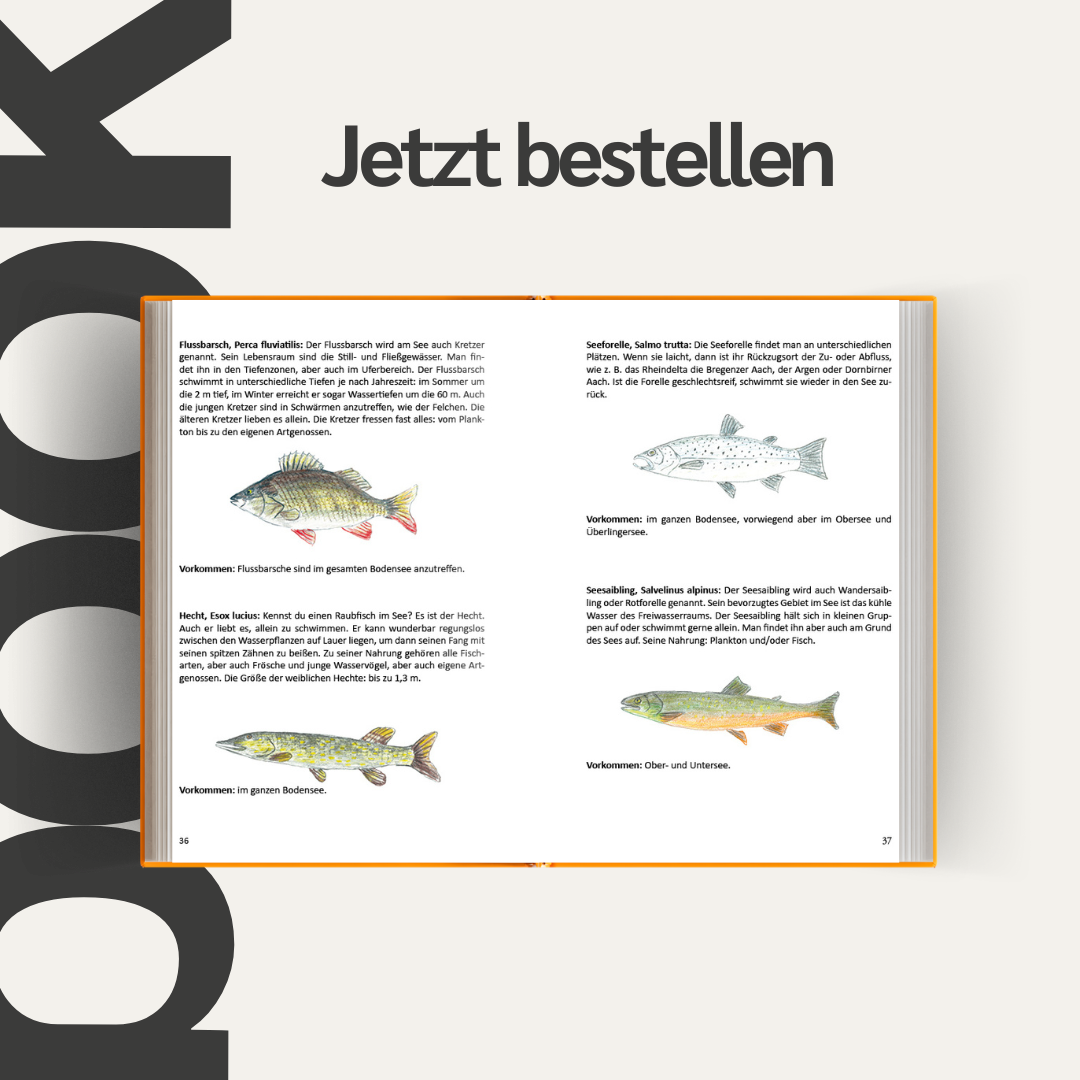 's Heimatbüchle vom Bodensee – Innenansicht 2 - Papierfresserchens MTM-Verlag